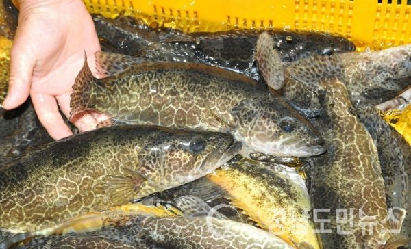 산청군 쏘가리 치어 방류사업 관련 쏘가리 성어(사진/산청군)