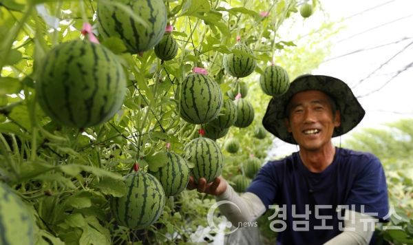 산청군 단성면 신소득작물 애플수박 본격 출하(사진/산청군)