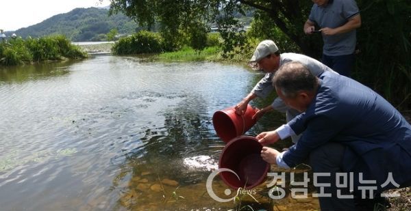 청암면 하동호와 적량면 삼화저수지, 진교면 송원저수지 등 3곳에 어린 쏘가리 5만 7000마리를 방류했다.(사진/하동군)