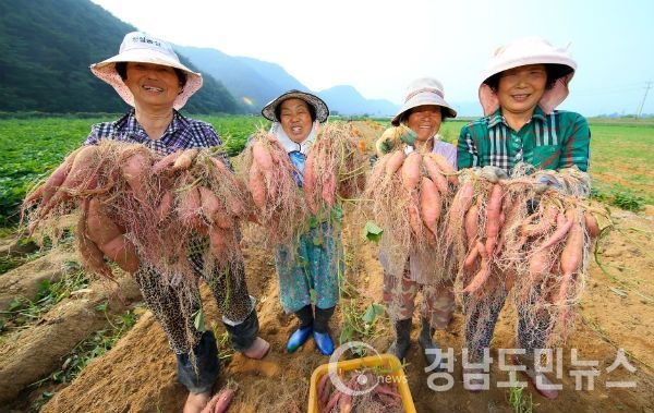 여름철 대표 간식인 산청 햇 밤고구마가 오는 7월 말부터 ‘산엔청쇼핑몰’ 등서 판매될 예정이다.(사진/산청군)