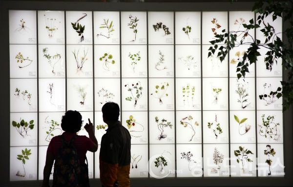 산청한방약초축제 약초표본 전시(사진/산청군)