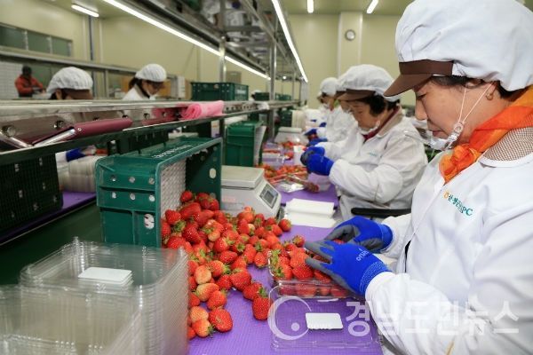 산청군농업기술센터가 안전한 농산물을 생산하기 위해 지역농가를 대상으로 2020년 GAP(농산물우수관리제도) 기본교육을 실시한다.