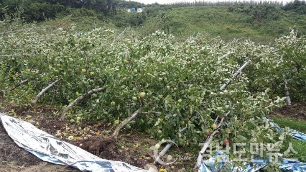 거창군에서는 이달 13일부터 2월 28일까지 관내 지역농협과 품목농협에서 주요과수 4개 품목(사과, 배, 단감, 떫은감)을 대상으로 적과전 종합위험 상품을 판매한다.