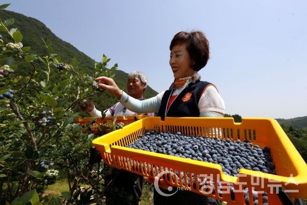 산청군이 여성농업인의 삶의 질 향상과 역량강화를 위한 특화 지원사업을 실시한다.