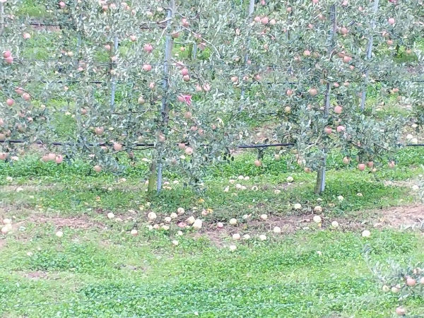 함양군은 자연재해로 인한 농업인의 경영불안을 해소하고 농가 소득안정을 도모하기 위해 ‘농작물재해보험 지원사업’을 본격 시행한다고 밝혔다.