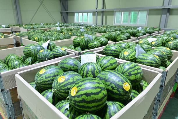 봉화군 달디 달고 달디단 청량산 재산 수박 본격 출하 시작