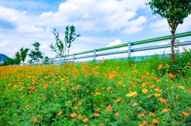 때이른 황화코스모스에 산청군민 활짝