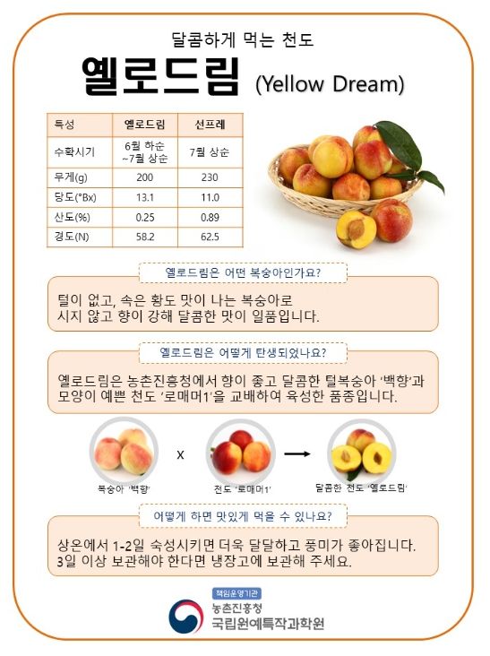 달콤한 천도 ‘옐로드림