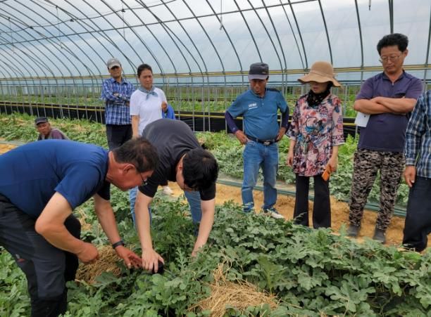 진안군, 당도높은 고품질 수박 생산 총력