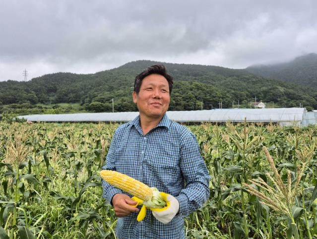 통영시, 7월 말까지 초당옥수수 수확·판매 계속