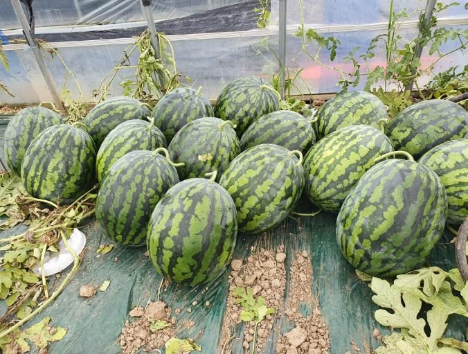 강화군 소비자 입맛 사로잡는 명품‘강화섬수박’첫 출하!