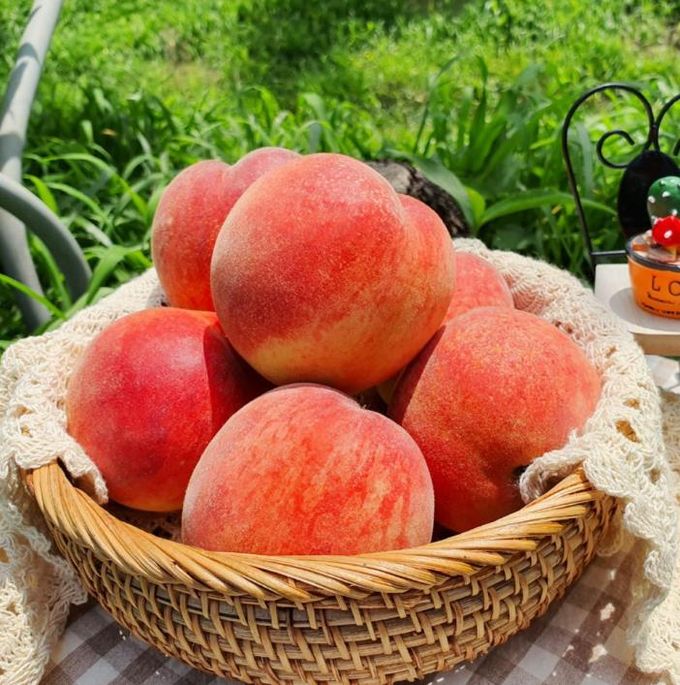 화순군, 화순복숭아 온라인 판매 이벤트 추진