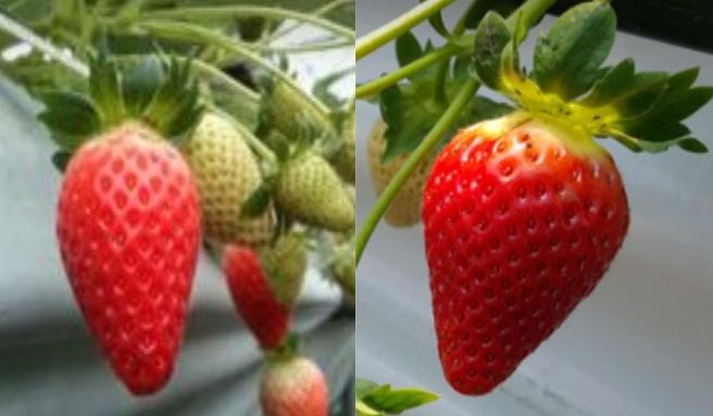 여름 딸기 품종 ‘장하’ , ‘무하’