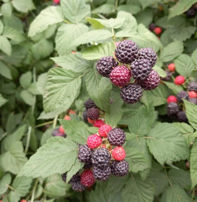 고창식품산업연구원, 복분자 사진