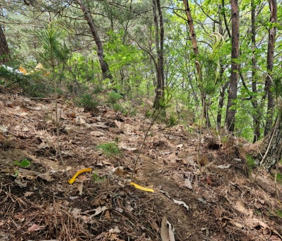 (인제) 감염묘 시험지 현장