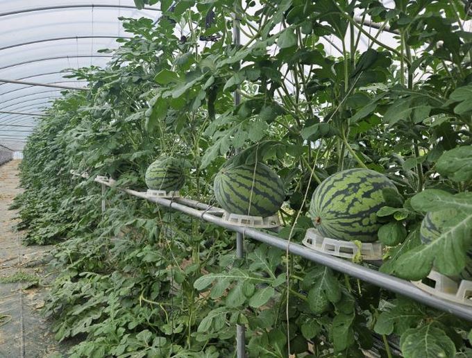청양군 노력은 반절 맛과 생산성은 두배, 청양군 수박 수직재배 결실