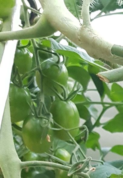 신품종 토마토 '슈퍼마이티' 착과 사진