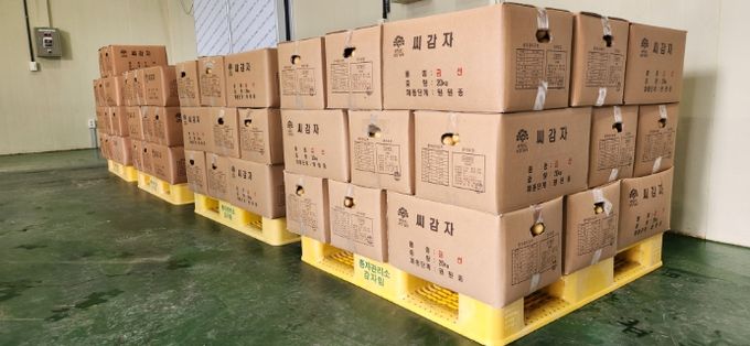 자체보증 종자검사에 합격한 ‘금선’과 ‘추백’ 씨감자 원원종