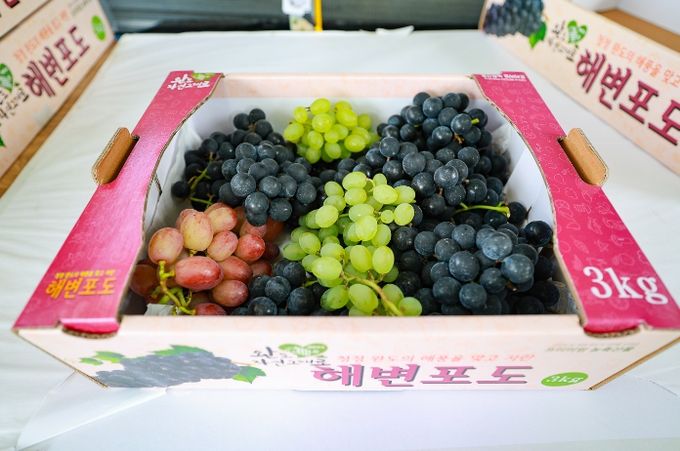 완도자연그대로 해변 포도