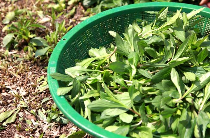 구례삼촌, 홈쇼핑서‘건나물 4종 세트’선보인다