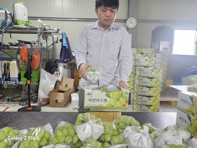 논산시 최고품질, 고당도‘육군병장’샤인머스켓 조기 출하 시작