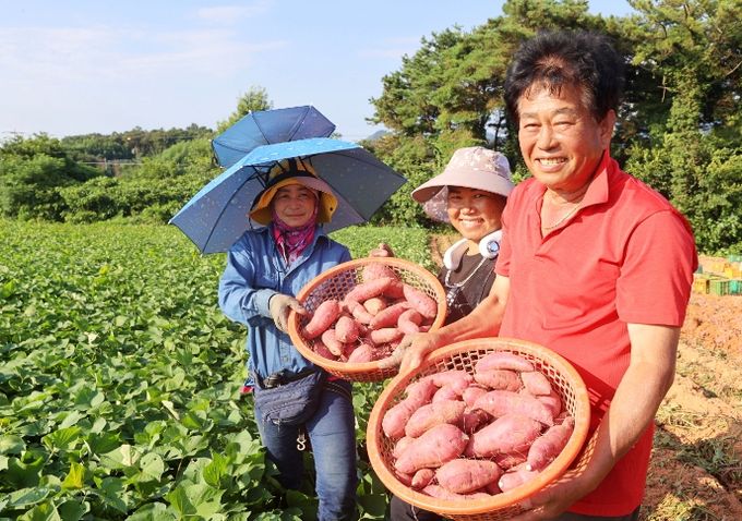 해남군, 햇고구마 본격 수확 시작