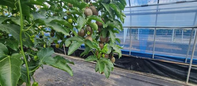 남원시, 여신의 과일 패션프루트 수확중!