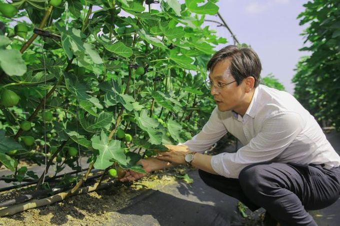 영암군 맛도 영양도 제철인 영암 무화과 드세요
