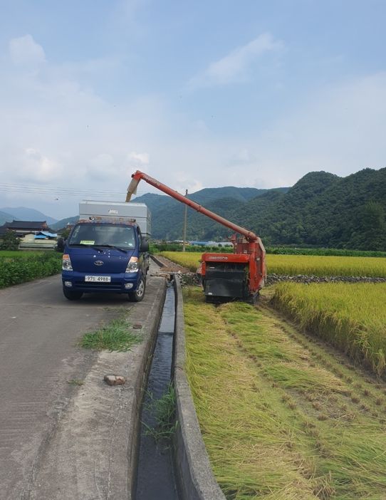 의령군 올해 첫 벼 수확