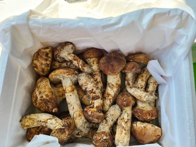 영주국유림관리소, 보호활동 참여마을에 버섯류 509백만원 무상양여