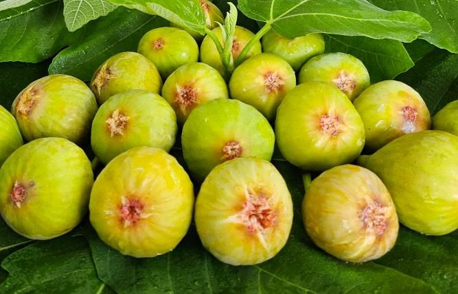 유명 빵집 케이크서 맛본 무화과 알고보니 영암산