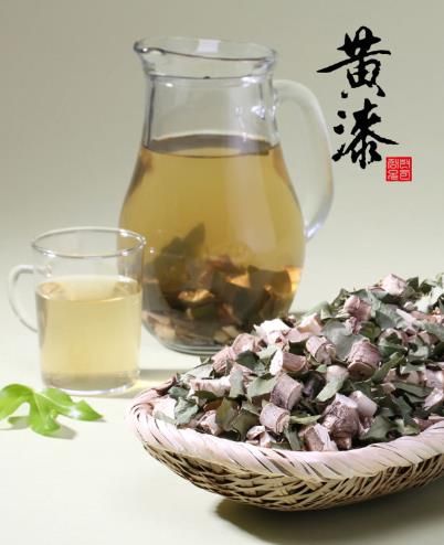 강진군 산삼나무, 강진 ‘황칠’ 현대인의 건강에 꼭 필요한 보물