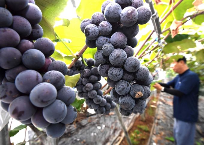 ‘새콤달콤’ 당도 높은 시흥 ‘하내들 포도’ 수확 한창