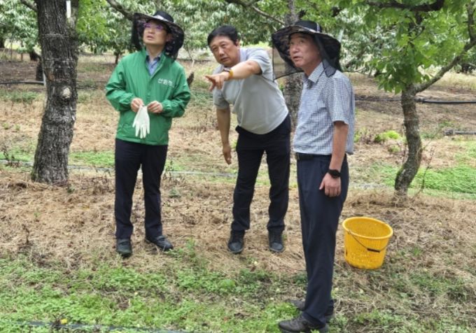 경산 대추재배임가 작황현황 점검