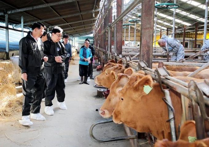 하동군, 하반기 소·염소 구제역(FMD), 럼피스킨(LSD) 백신 일제 접종