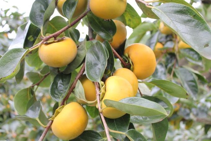 고성군 가을, 달콤한 풍경을 만나다