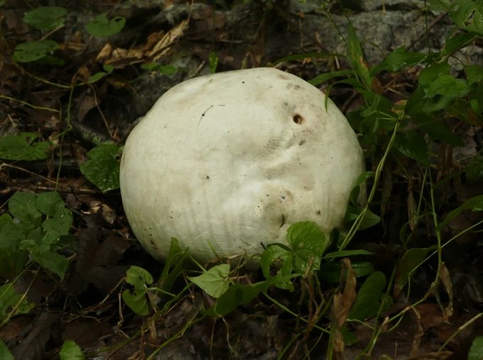 댕구알버섯 모습