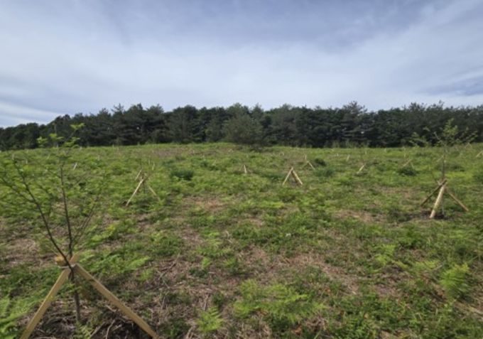 꿀벌의 안식처 밀원수림 조성