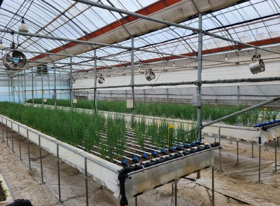 제주도 농업기술원, 신 소득작목으로 제주 쪽파 키운다