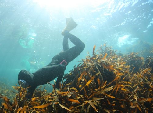 독도 수호 숨은 주역, 70년 만에 재현된 물질 대공개