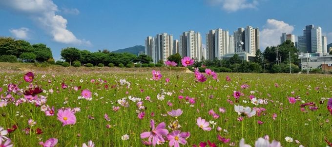 충주시 '가을이 한들한들’시민의 숲으로 코스모스 구경하러 오세요!