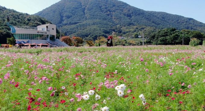제18회 하동 북천 코스모스·메밀꽃 축제 성황리