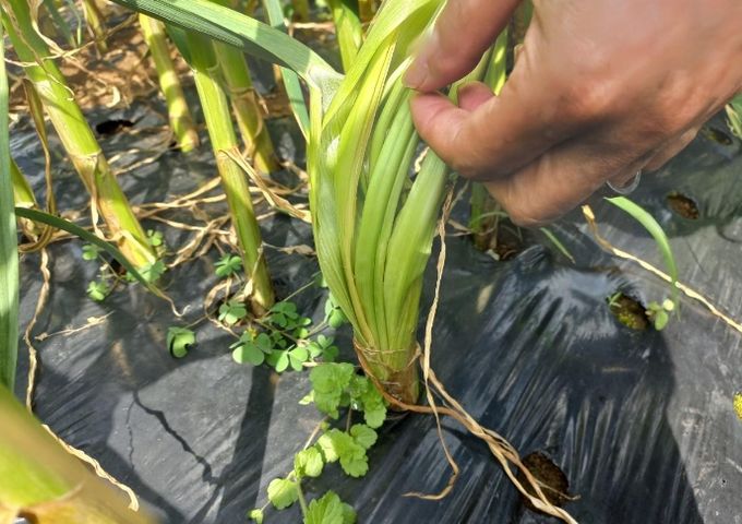 마늘 2차생장 피해