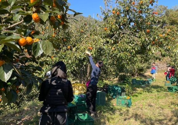 하동군 가을철 농촌 일손돕기