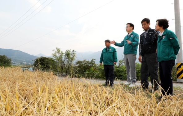 농식품부 “벼멸구 피해 농업재해 인정” 하동군 피해조사 착수