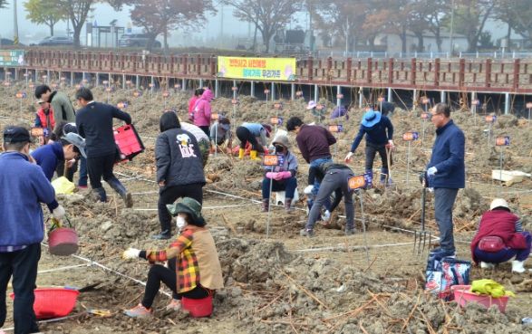 밀양시, 밀양 연꽃단지 연근 캐기 체험행사