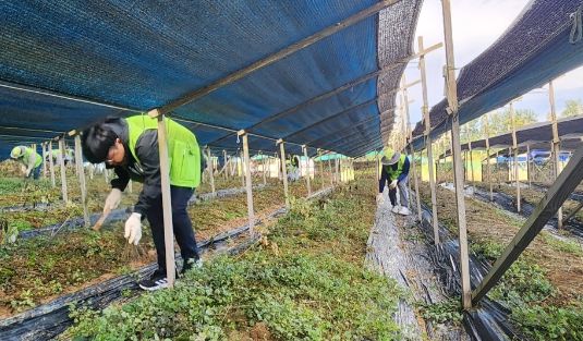 세종도시교통공사, 가을철 맞아 농촌일손돕기