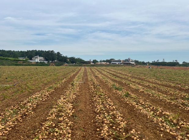 씨감자 생산단지 전경