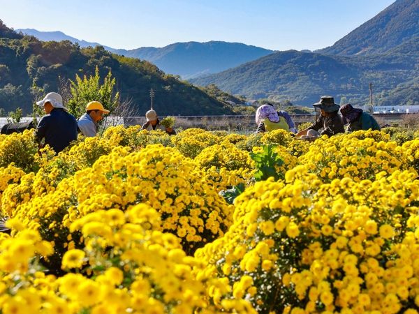 ‘들녘 가득 채운 은은한 향’…산청 국화 수확 한창