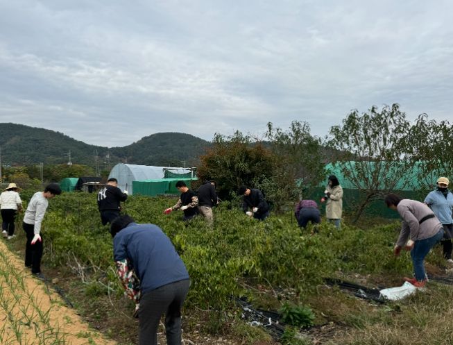 재무과·행정과·건축개발과·대가면, 합동 농촌일손돕기 실시